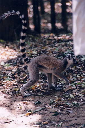 Bitte anklicken zum Vergrößern die neugierigen Katas